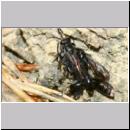 Trypoxylon figulus - Grabwespe 03b 10-14mm - OS-Wallenhorst-Tongrube-Lehmwand - det.jpg